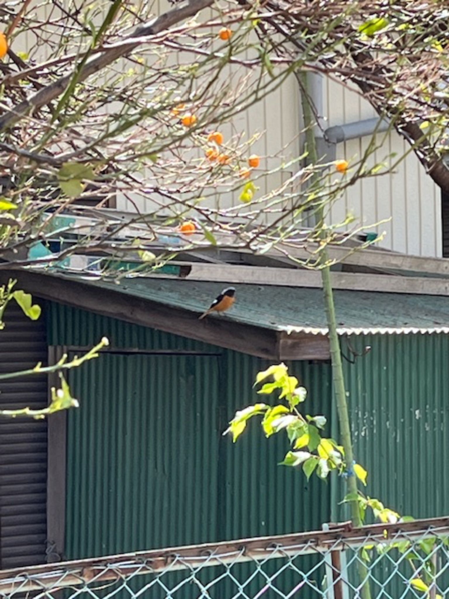 Photo of Daurian Redstart at さいたま市大戸 by とりママけいちゃん（アカウント3572）