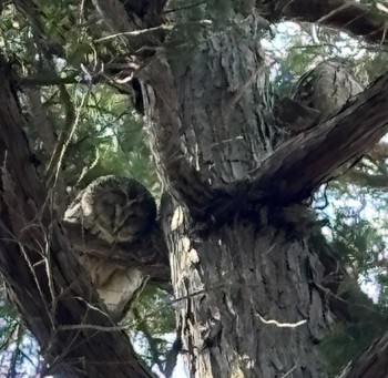 Ural Owl 井の頭自然文化園 Sat, 3/30/2024