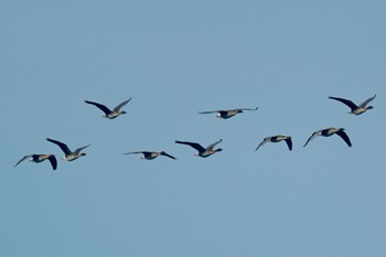 Tundra Bean Goose Unknown Spots Sat, 3/23/2024