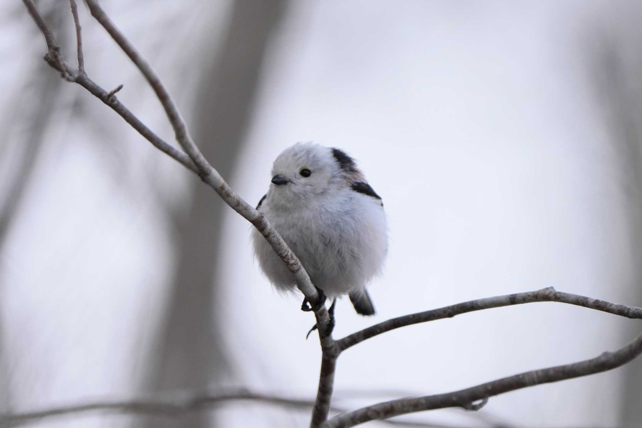 Photo of Long-tailed tit(japonicus) at  by ace