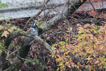 Crested Kingfisher Hayatogawa Forest Road Sun, 12/16/2018