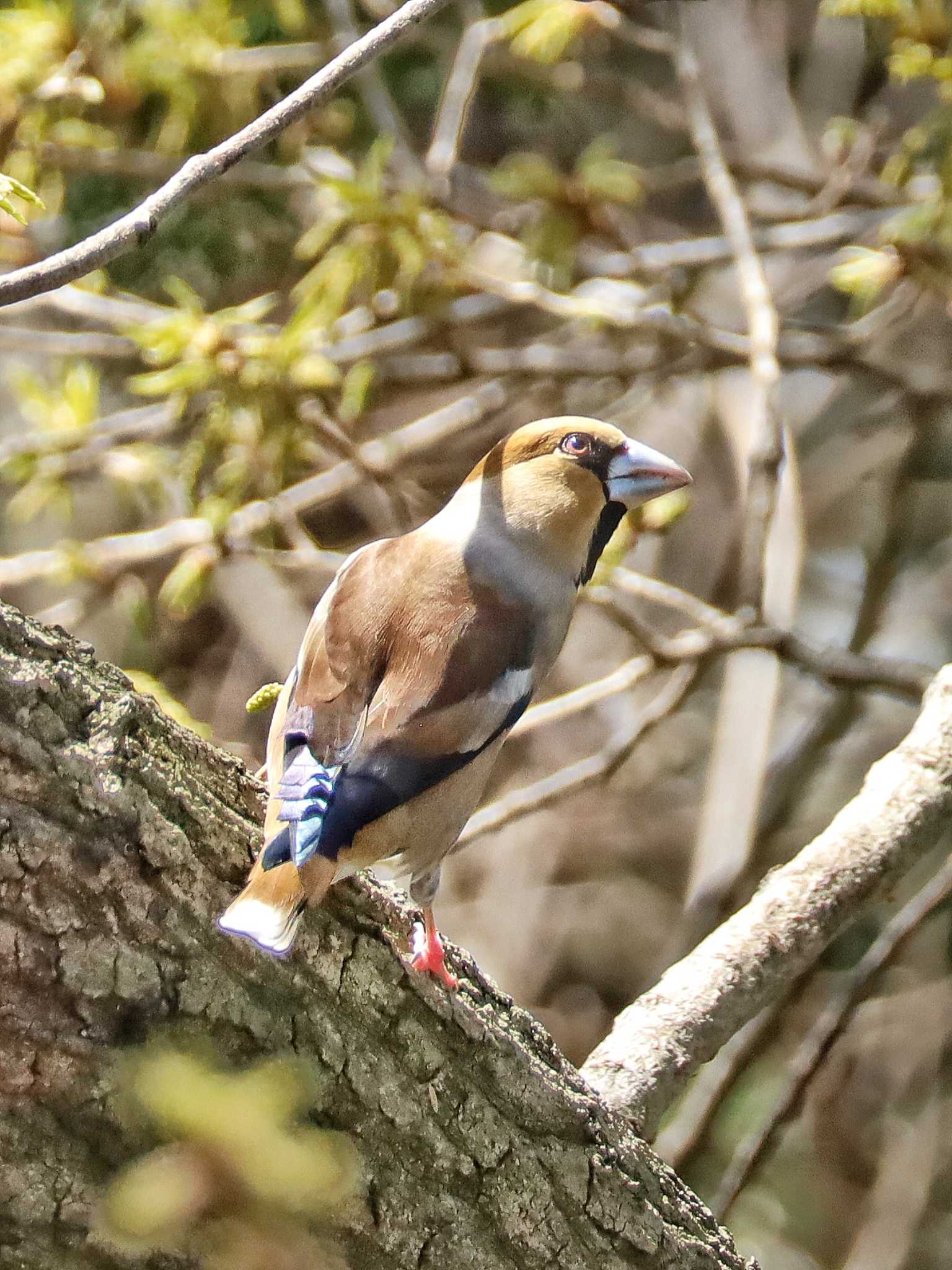 Photo of Hawfinch at 自宅前 by ruri