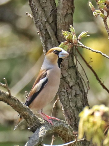 Hawfinch 自宅前 Sun, 3/31/2024