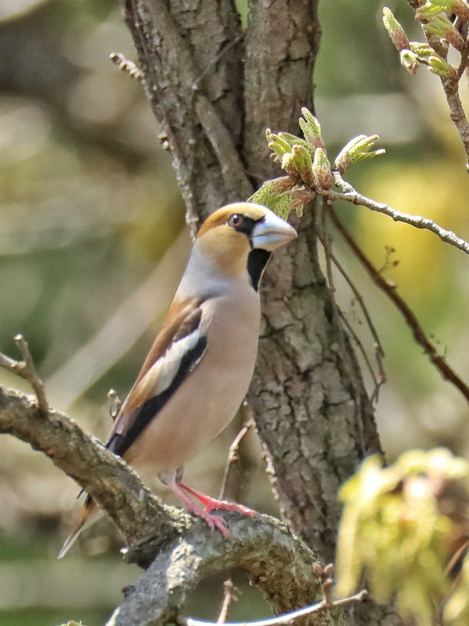 Photo of Hawfinch at 自宅前 by ruri