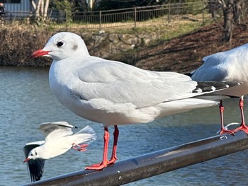 Black-headed Gull Osaka Tsurumi Ryokuchi Sun, 12/24/2023