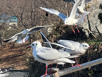 Black-headed Gull Osaka Tsurumi Ryokuchi Sun, 12/24/2023