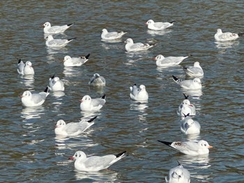 Black-headed Gull Osaka Tsurumi Ryokuchi Sun, 12/24/2023