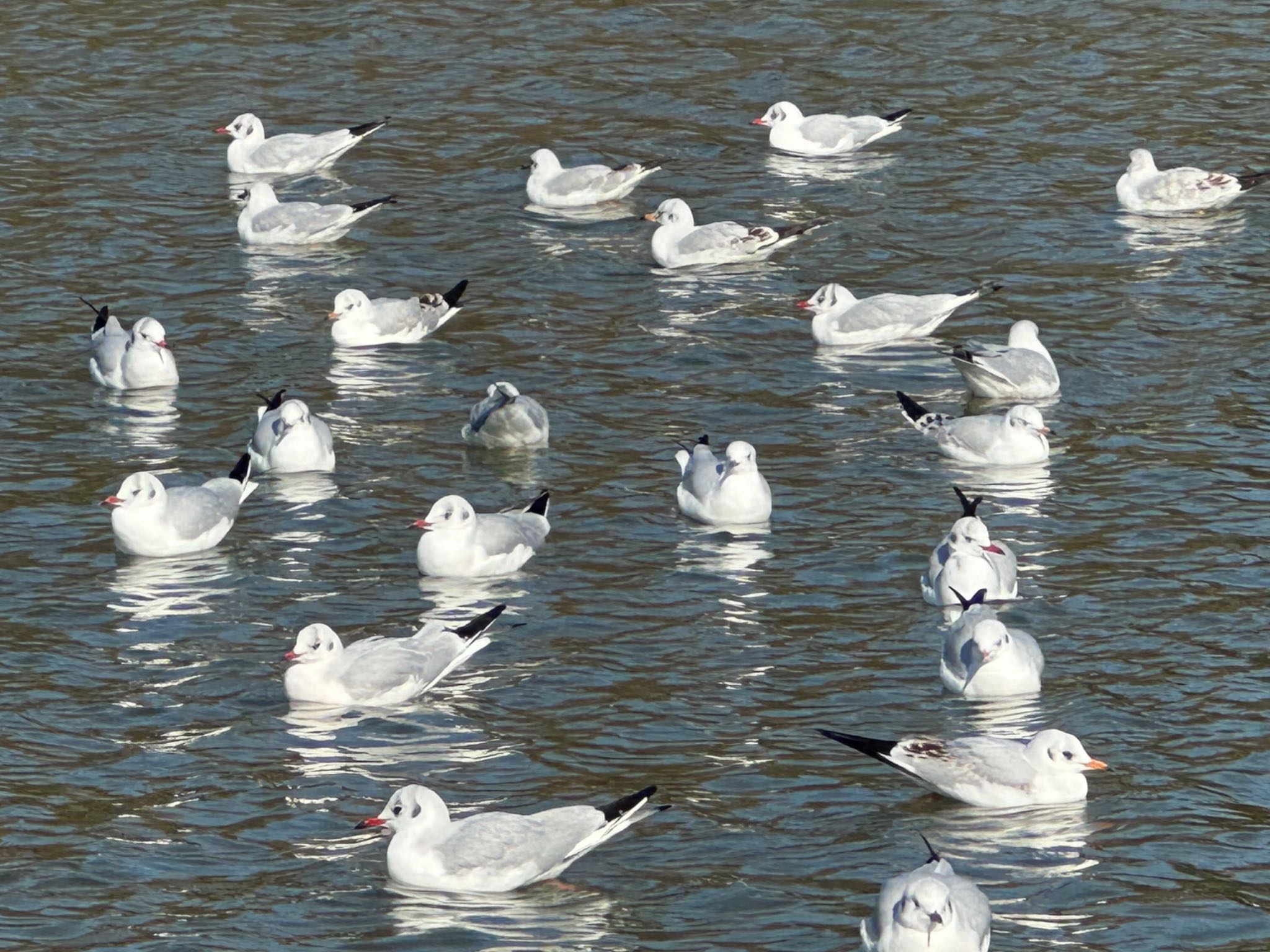 Photo of Black-headed Gull at Osaka Tsurumi Ryokuchi by えりにゃん店長