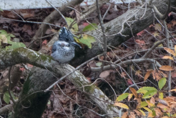 Crested Kingfisher Hayatogawa Forest Road Sun, 12/16/2018