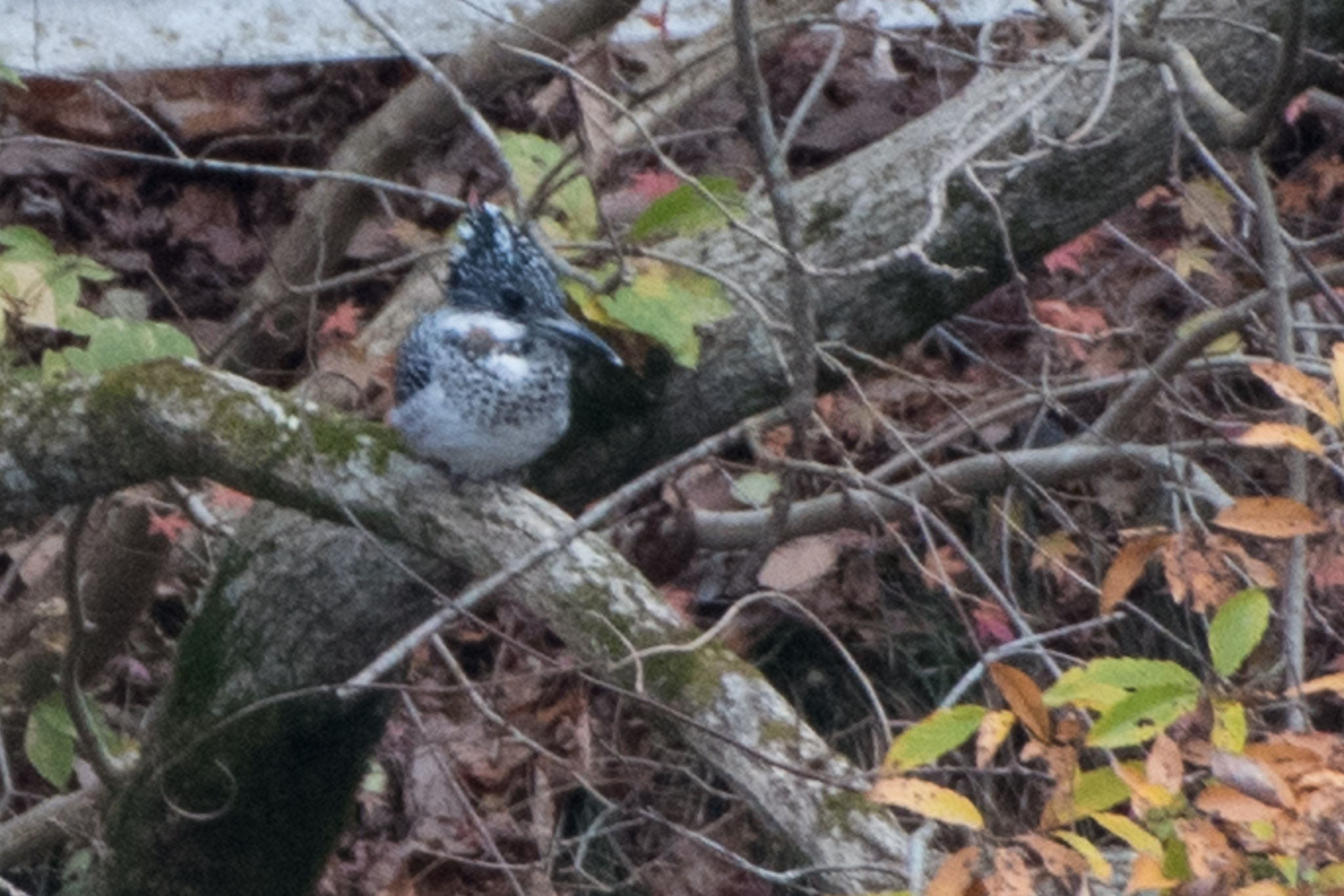 Crested Kingfisher