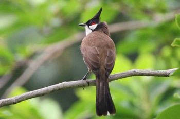 Red-whiskered Bulbul 香港 Sun, 5/7/2023