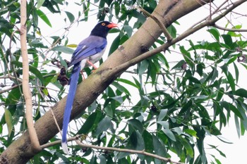 Taiwan Blue Magpie 香港 Sun, 5/7/2023