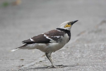 Black-collared Starling 香港 Sun, 5/7/2023