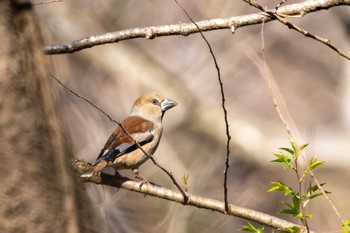 Hawfinch 宍塚大池 Sun, 3/31/2024