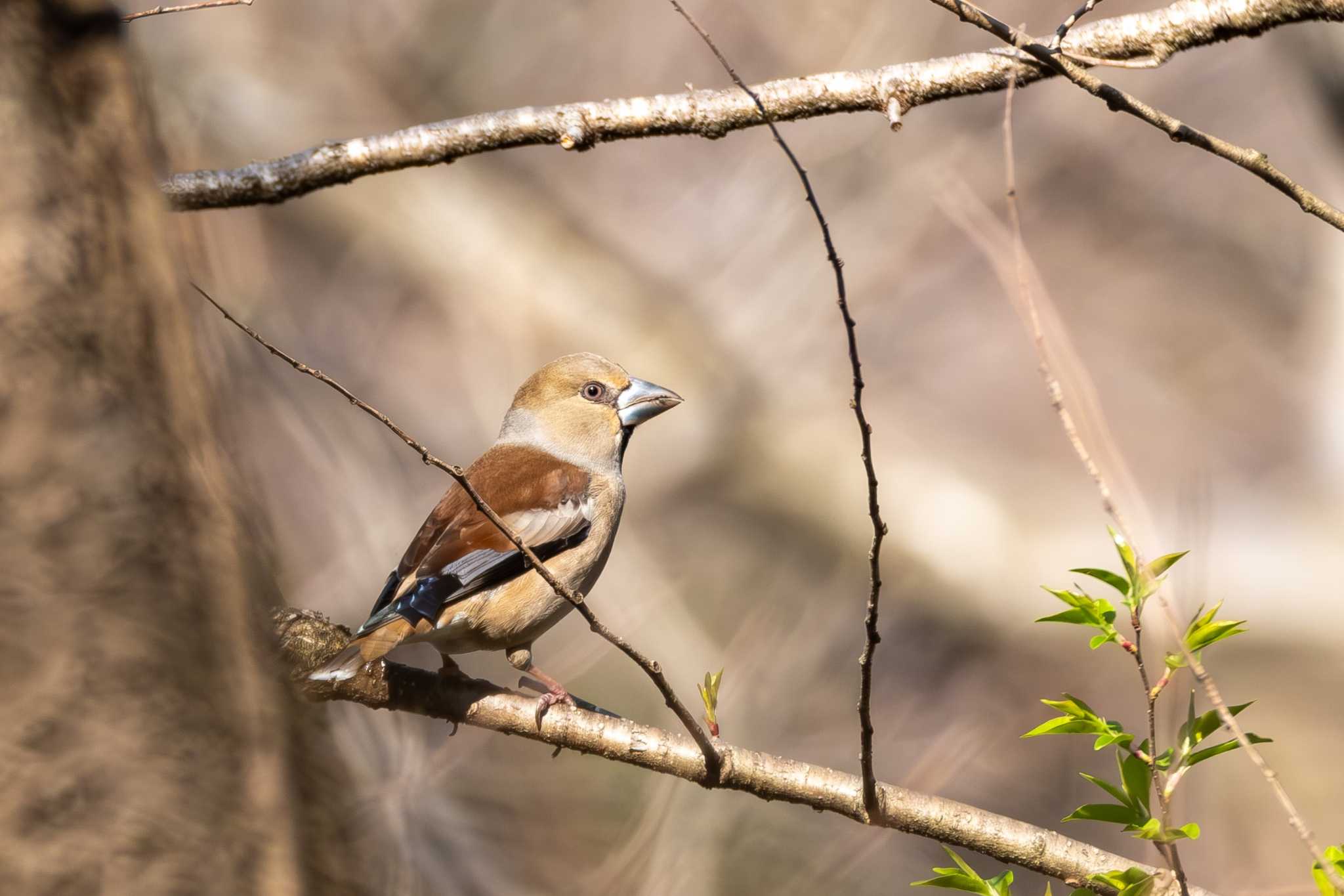 Photo of Hawfinch at 宍塚大池 by MNB EBSW