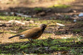 Brown-headed Thrush(orii) 宍塚大池 Sun, 3/31/2024