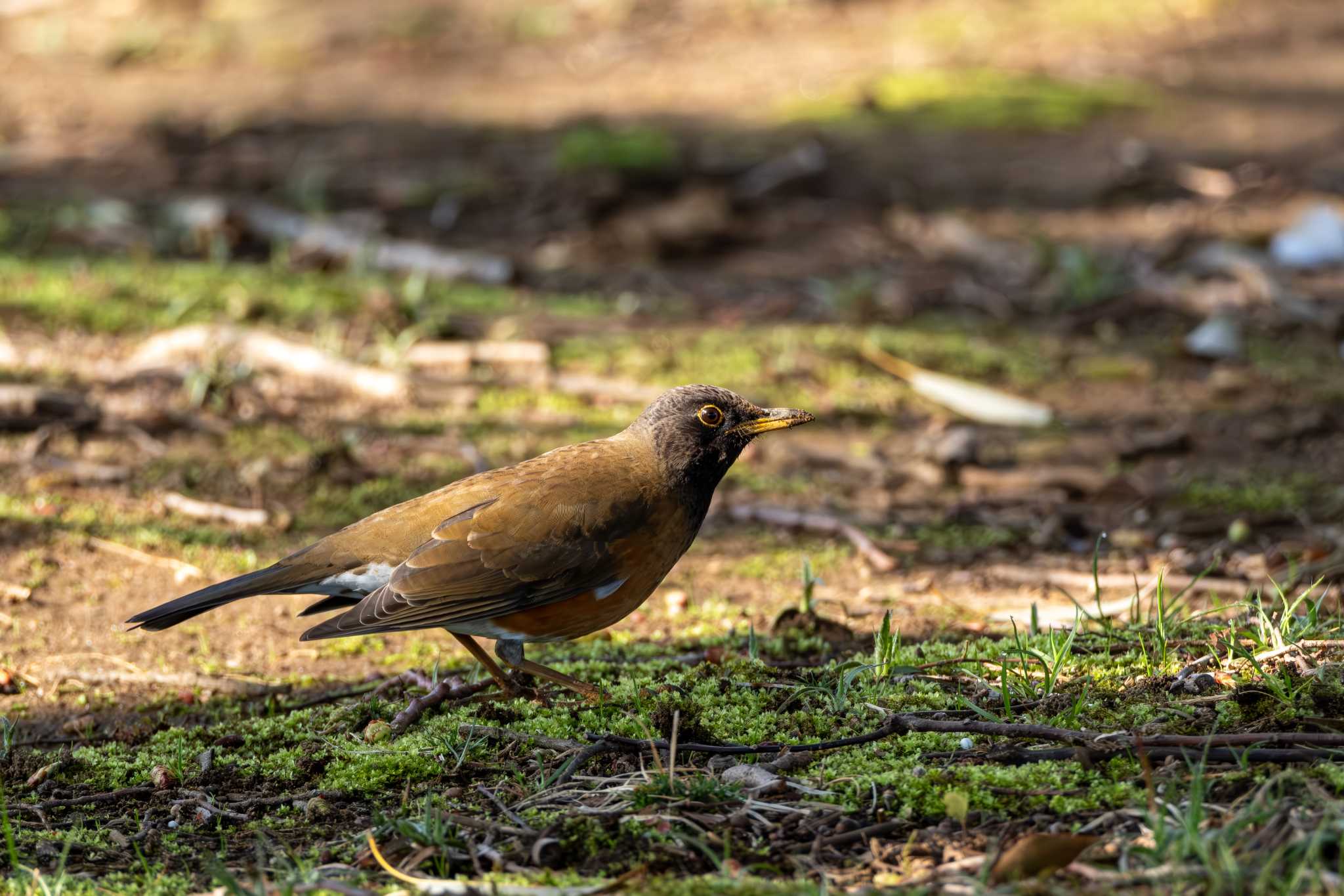 Photo of Brown-headed Thrush(orii) at 宍塚大池 by MNB EBSW