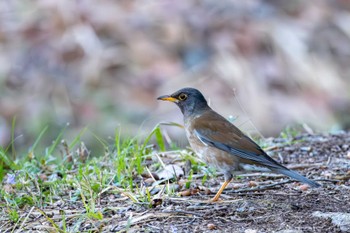 Pale Thrush 宍塚大池 Sun, 3/31/2024