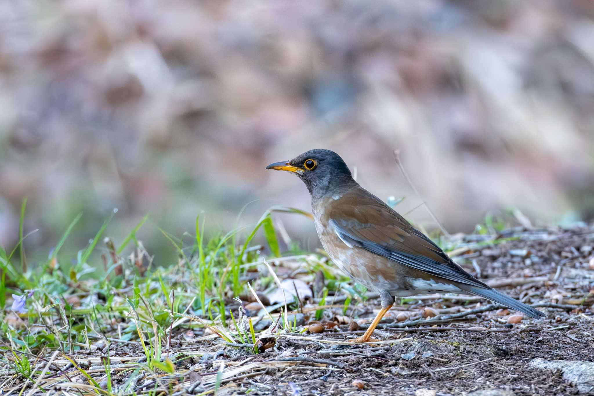 Photo of Pale Thrush at 宍塚大池 by MNB EBSW