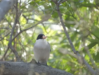 オナガ 水元公園 2024年3月31日(日)