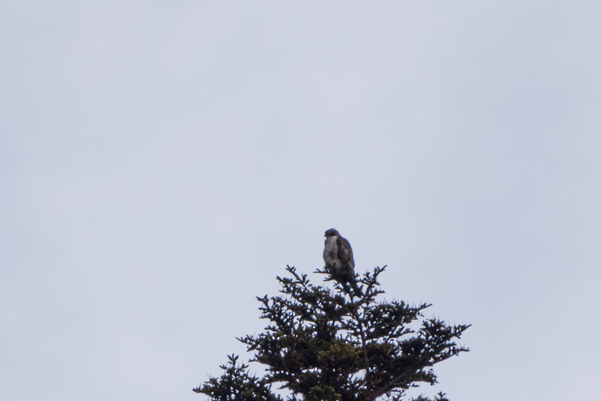 Mountain Hawk-Eagle