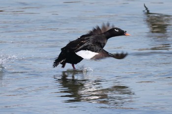 ビロードキンクロ ふなばし三番瀬海浜公園 2024年3月30日(土)