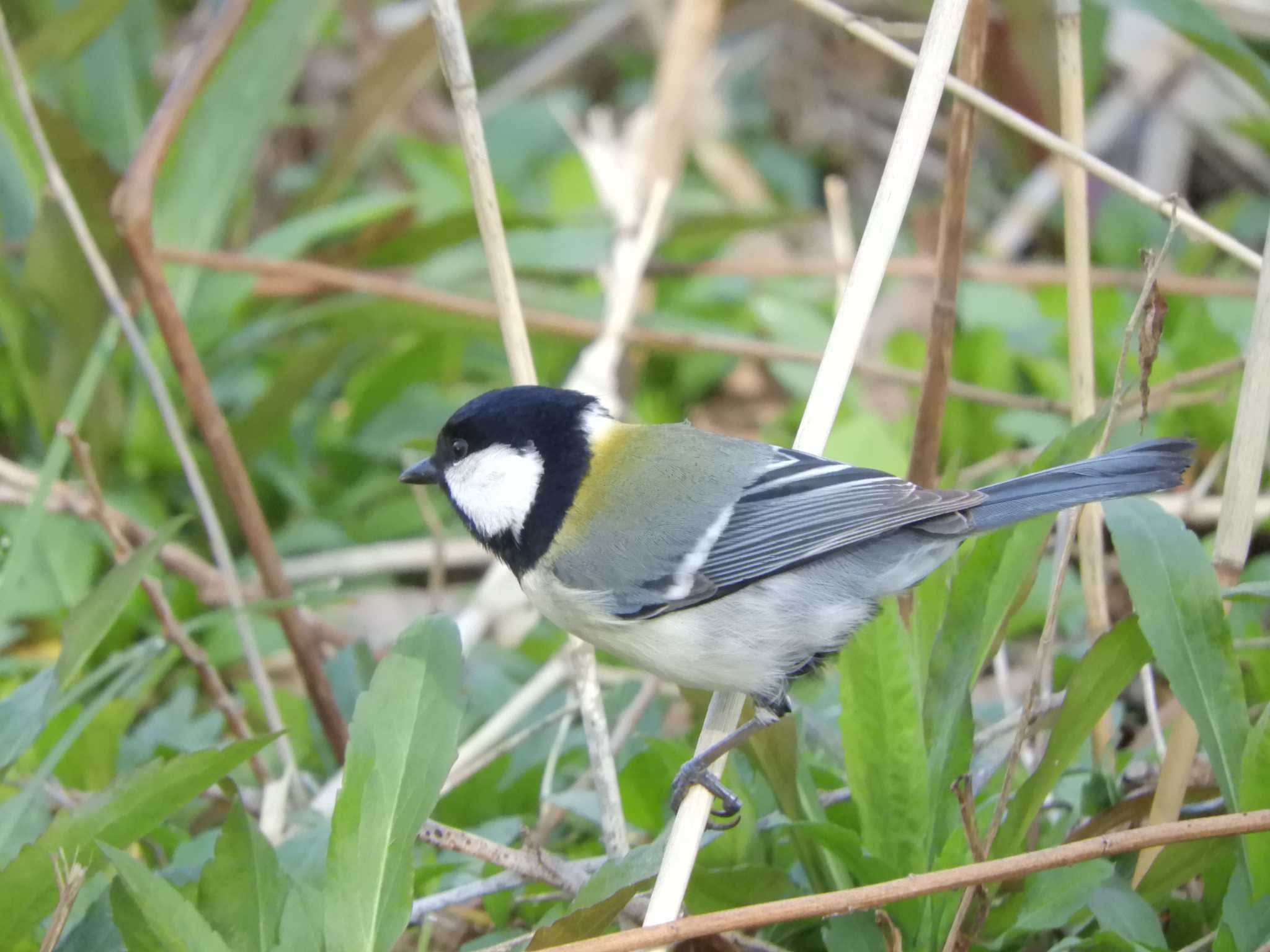 シジュウカラ