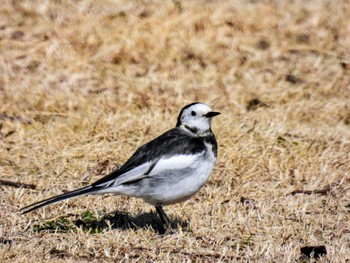 White Wagtail(leucopsis) 波志江沼環境ふれあい公園 Sat, 2/24/2024