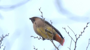 Japanese Waxwing 五十鈴公園 Sun, 3/31/2024