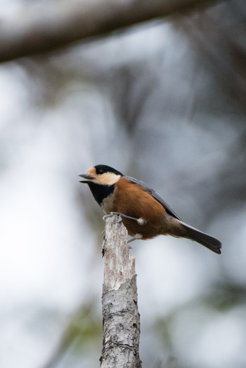 Varied Tit Hayatogawa Forest Road Sun, 12/16/2018