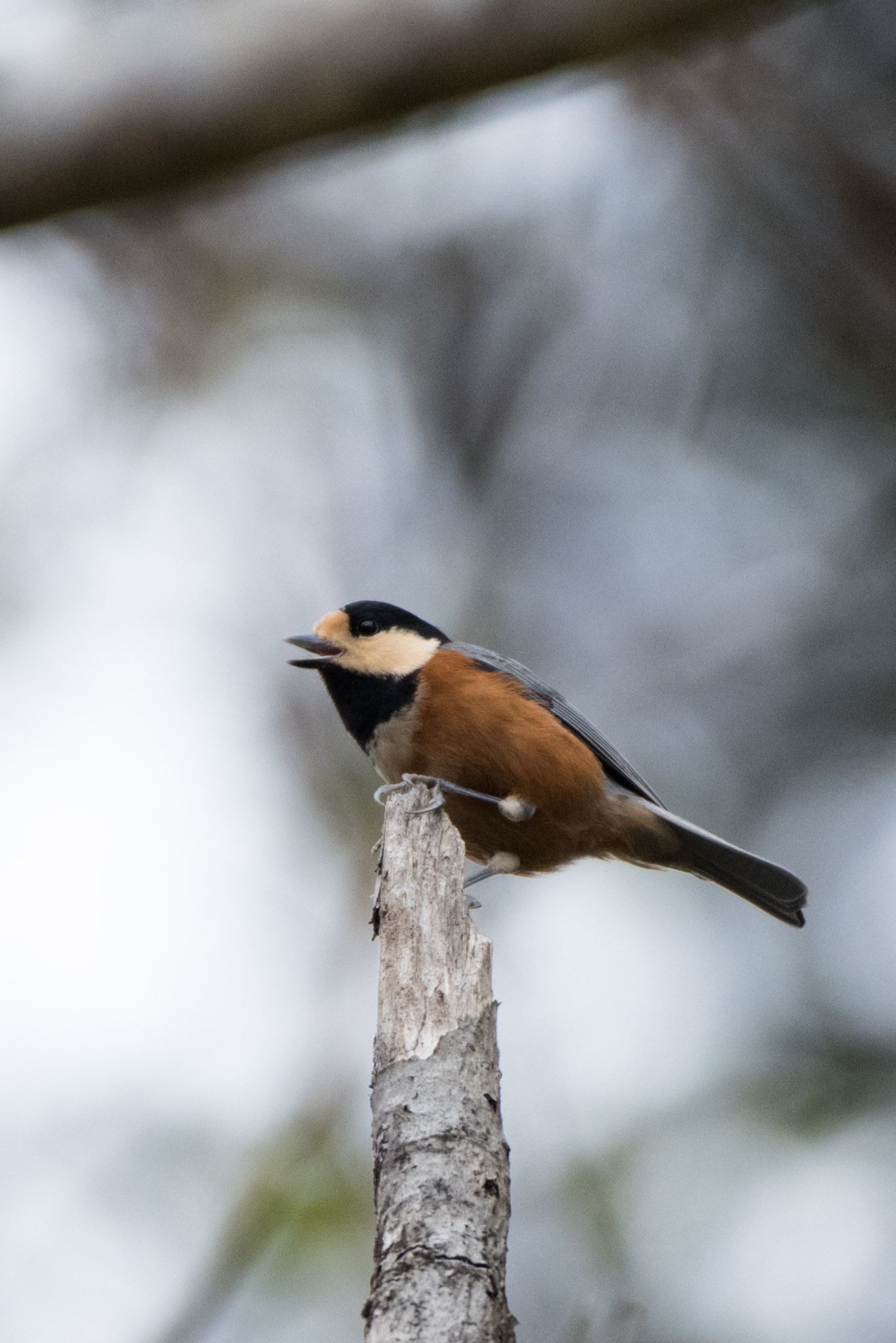 Varied Tit