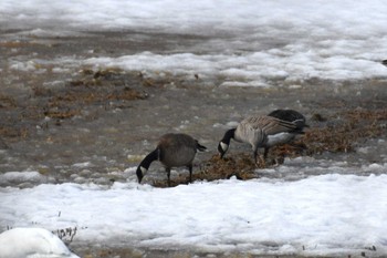 Cackling Goose 青森県立自然ふれあいセンター Sun, 3/31/2024