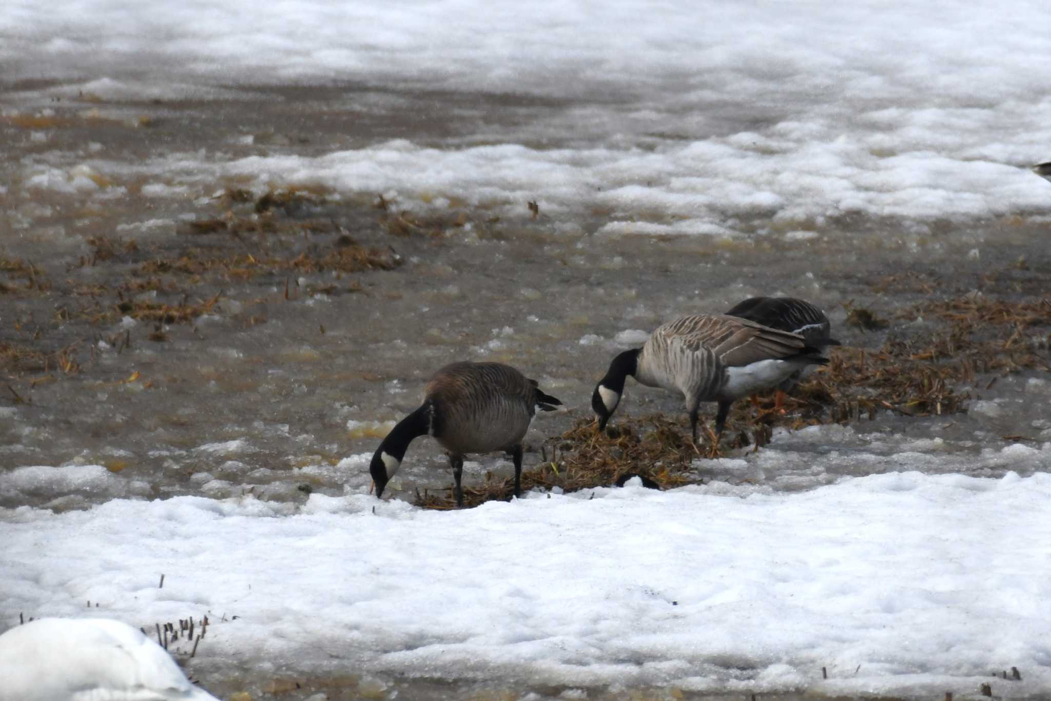 Photo of Cackling Goose at 青森県立自然ふれあいセンター by 岸岡智也