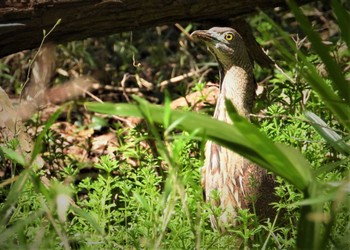 Sun, 3/31/2024 Birding report at Mizumoto Park