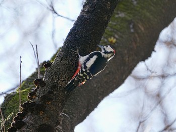 Great Spotted Woodpecker 柏市水生水辺公園 Wed, 3/27/2024