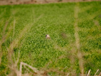 コミミズク 埼玉県 2024年3月14日(木)