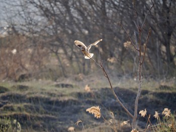 Short-eared Owl 埼玉県 Thu, 3/14/2024