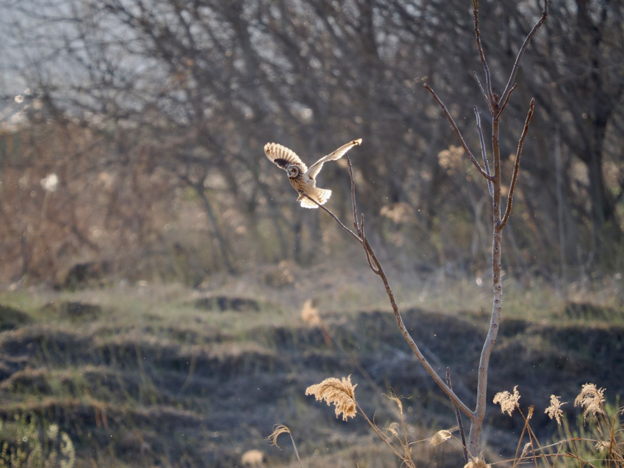 埼玉県 コミミズクの写真 by 孝一