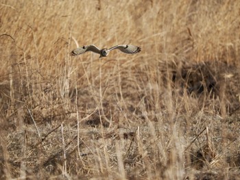 Short-eared Owl 埼玉県 Thu, 3/14/2024