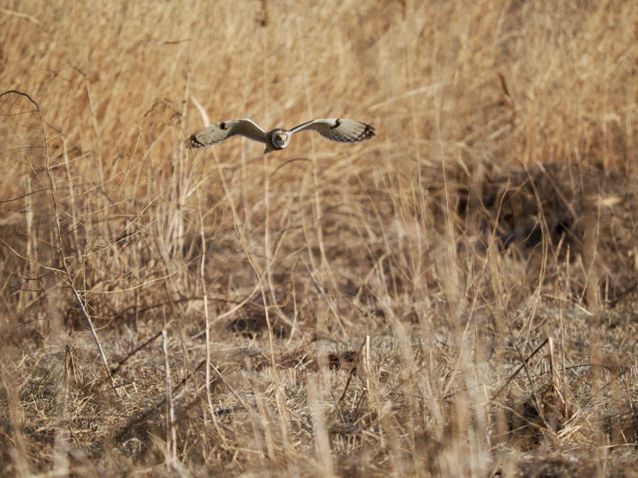 Photo of Short-eared Owl at 埼玉県 by 孝一