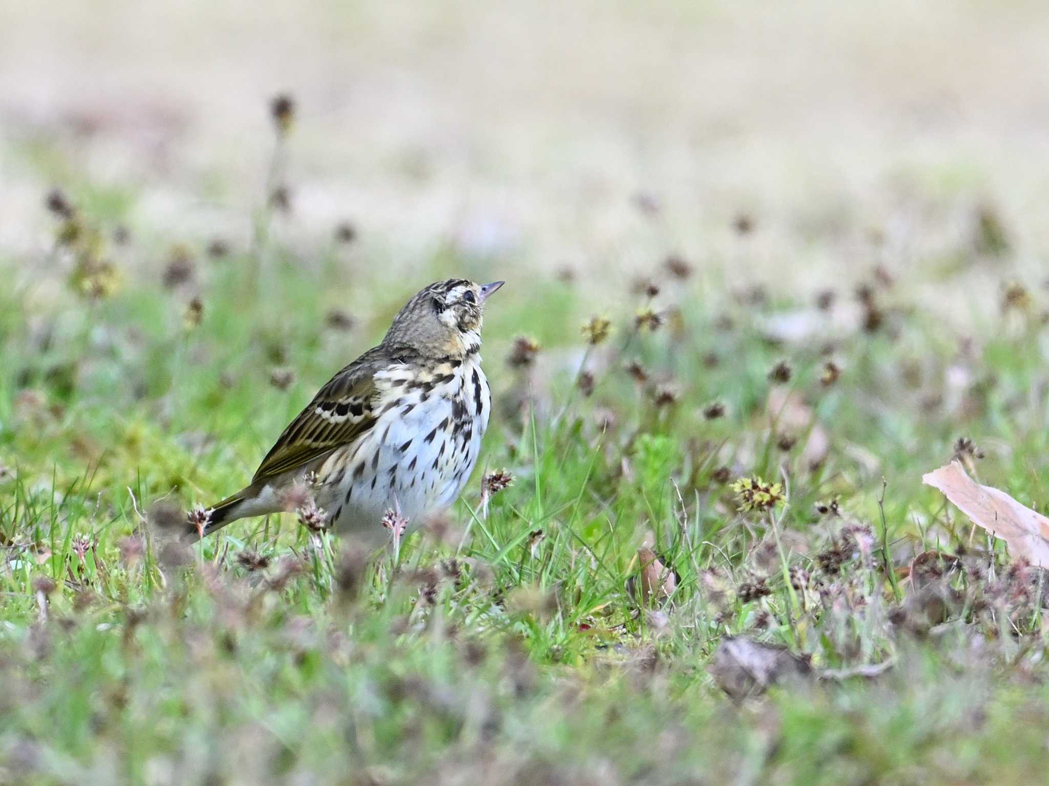 Olive-backed Pipit