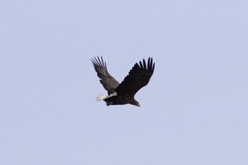 White-tailed Eagle 石狩 茨戸川 Sun, 2/25/2024