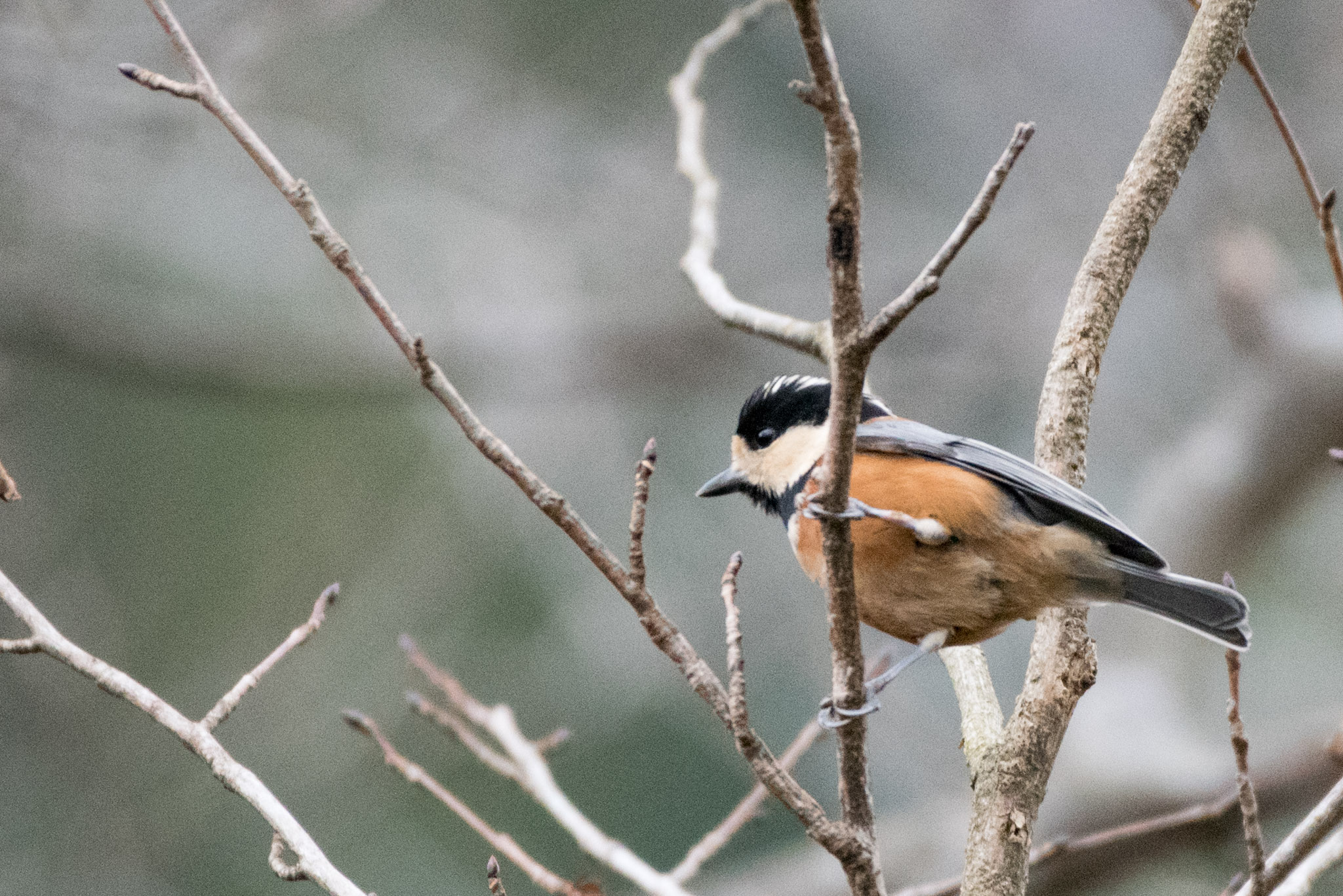 Photo of Varied Tit at Hayatogawa Forest Road by ninjya