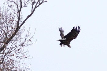 White-tailed Eagle 石狩 茨戸川 Sun, 2/25/2024