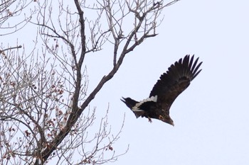 White-tailed Eagle 石狩 茨戸川 Sun, 2/25/2024