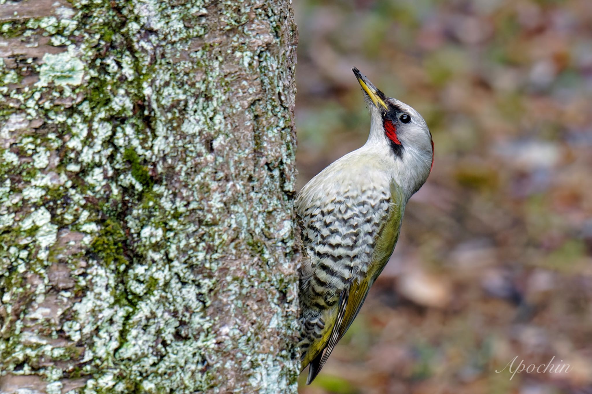 Photo of Japanese Green Woodpecker at Kodomo Shizen Park by アポちん