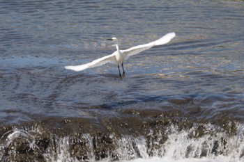 Little Egret 鶴見川(早渕川合流地点) Sun, 3/31/2024