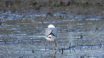 Little Gull 三重県松阪市 Sat, 3/2/2024