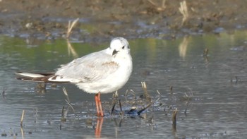 Little Gull 三重県松阪市 Sat, 3/2/2024