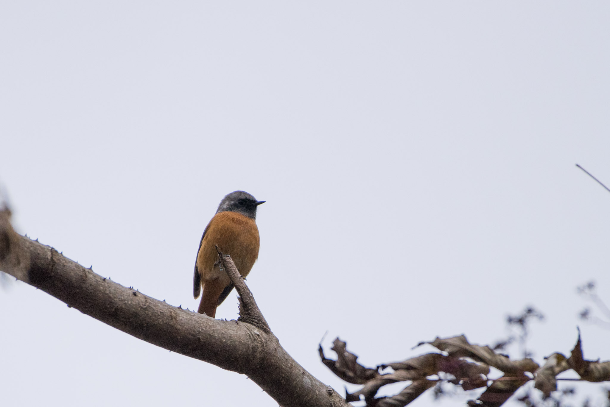 Daurian Redstart